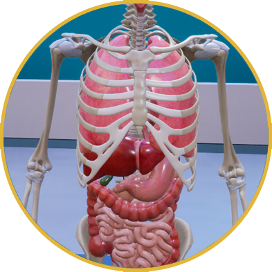 This VR experience aims to teach elementary-level students about the human heart, emphasizing its chambers, major veins, and arteries to make cardiovascular anatomy accessible in primary education.
