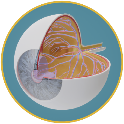 SimLab Soft VR Store - Eye anatomy Biolab